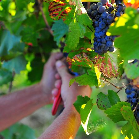 Mayfield Vineyard Orange Zewnętrze zdjęcie