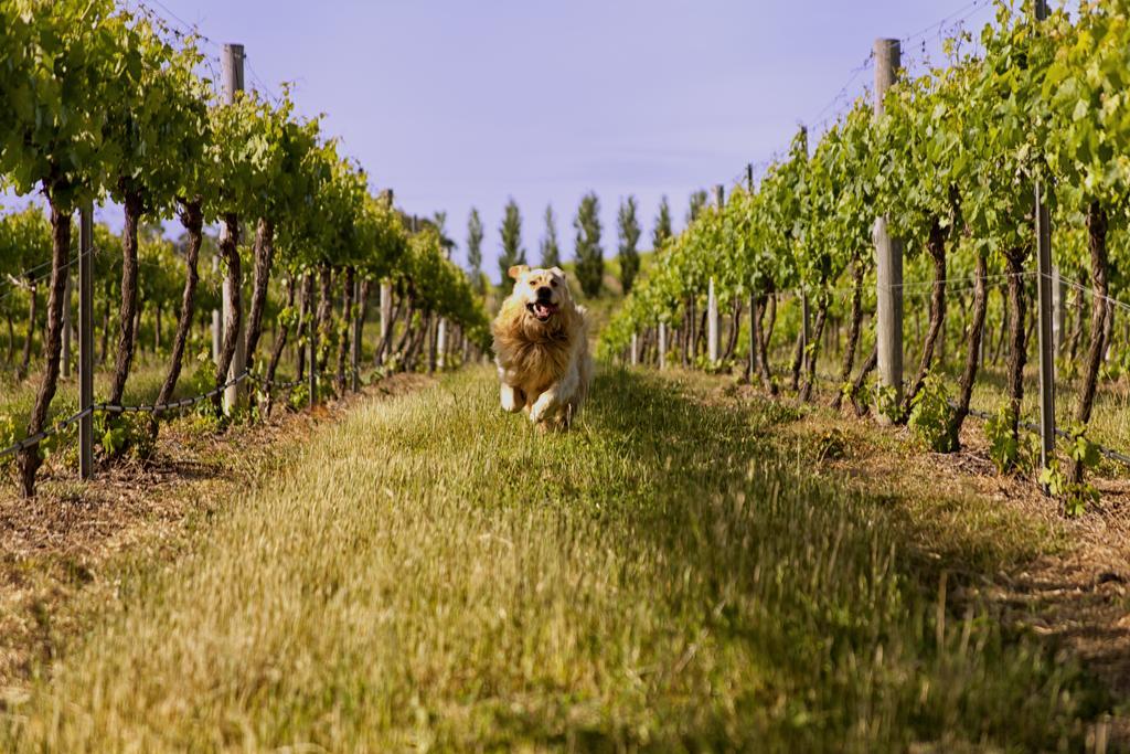 Mayfield Vineyard Orange Zewnętrze zdjęcie