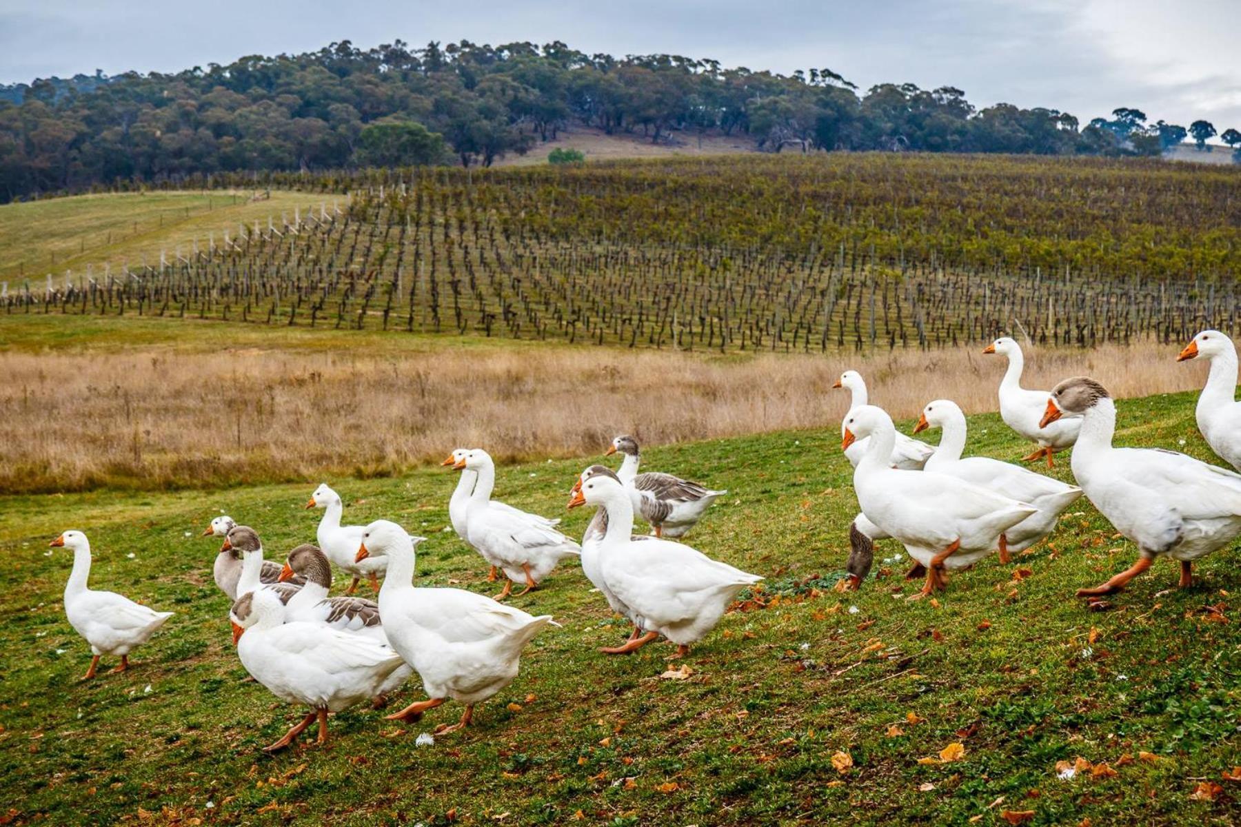 Mayfield Vineyard Orange Zewnętrze zdjęcie