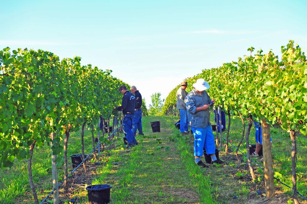 Mayfield Vineyard Orange Zewnętrze zdjęcie