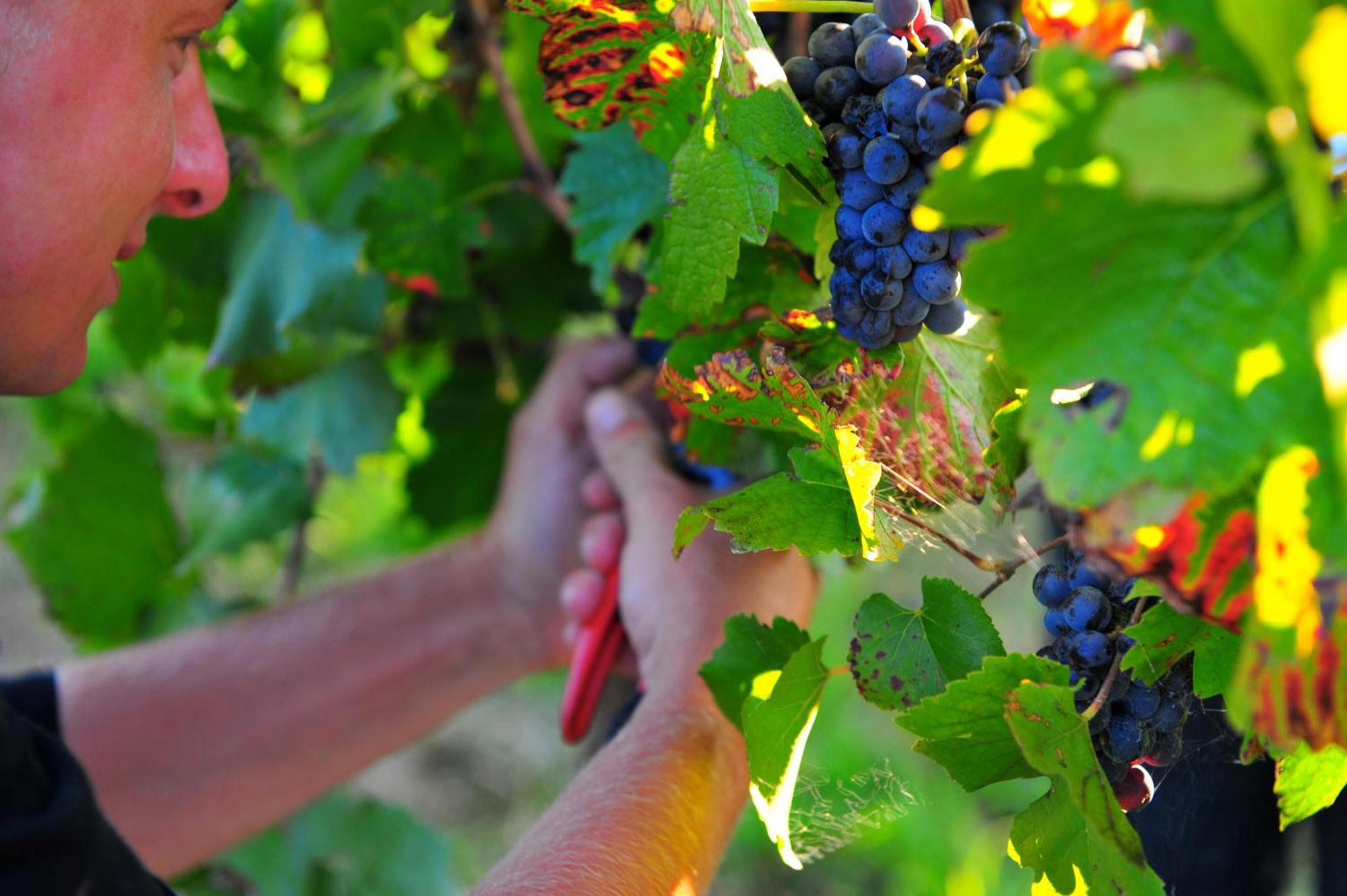 Mayfield Vineyard Orange Zewnętrze zdjęcie