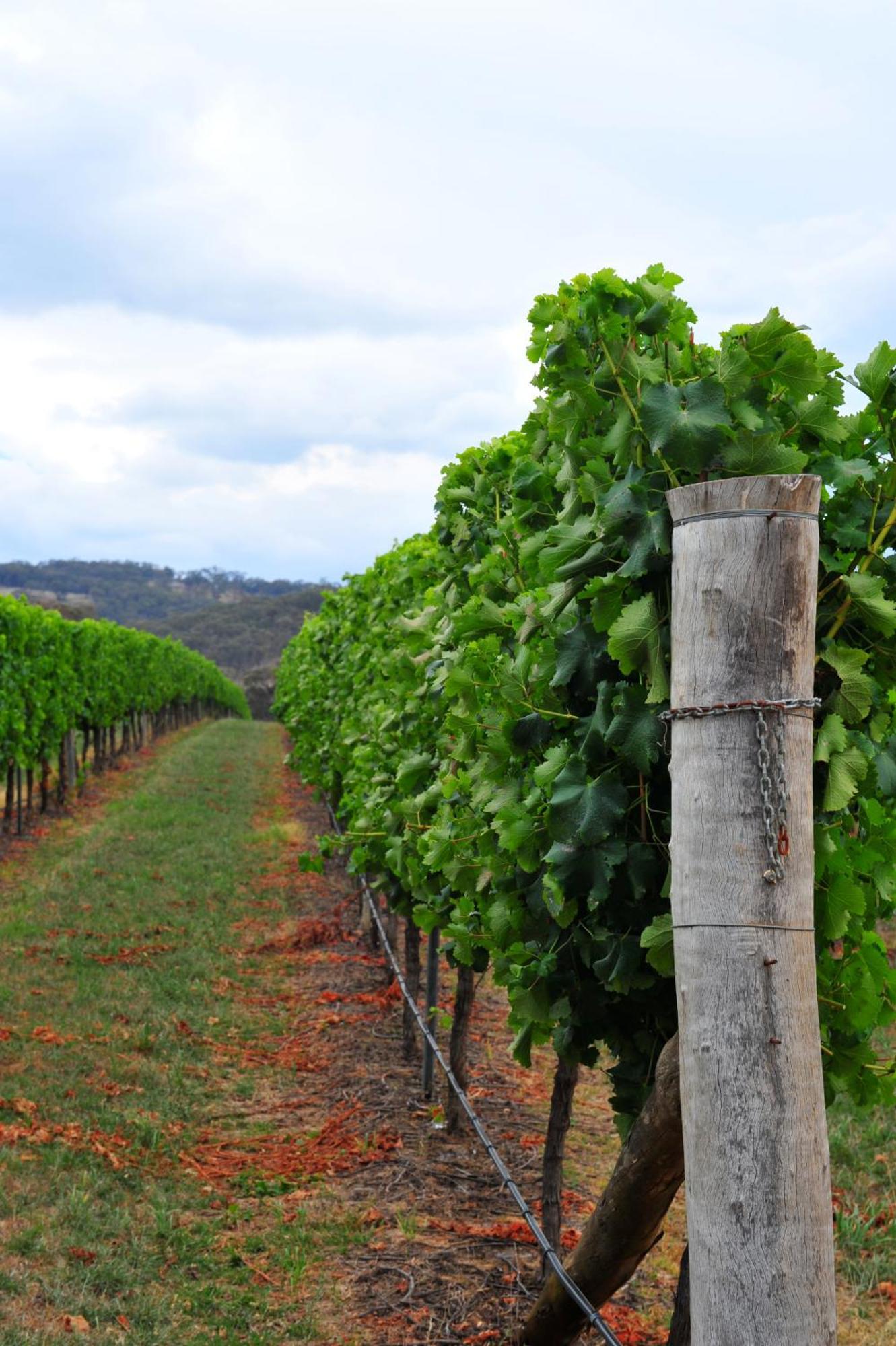 Mayfield Vineyard Orange Zewnętrze zdjęcie